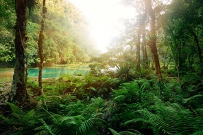 Река в тропическом лесу