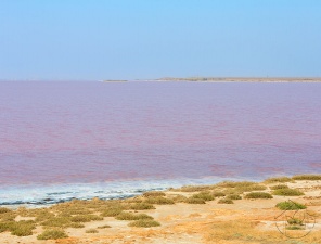 Розовая поверхность моря