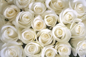 Бутоны белых роз