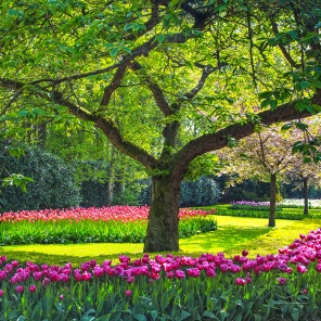 Тюльпаны под деревом