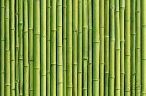 Фон из бамбуковых стеблей