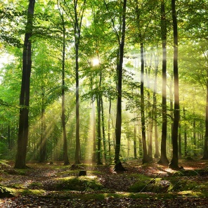 Солнечный свет в лесу
