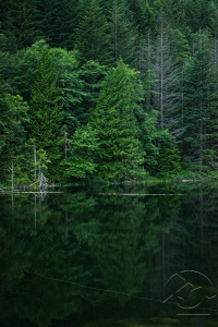 Лесной бор у озера