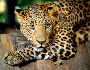 Грациозный леопард