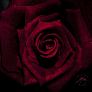 Бордовая бархатная роза