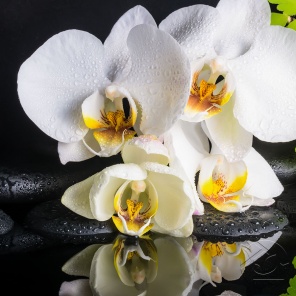 Орхидеи на камешках в капельках