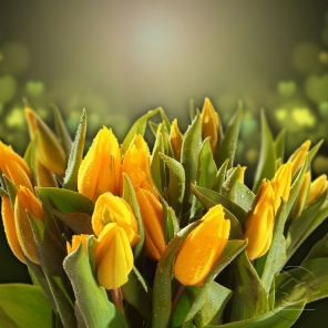 Бутоны жёлтых тюльпан