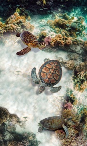 3D пол черепахи возле рифа