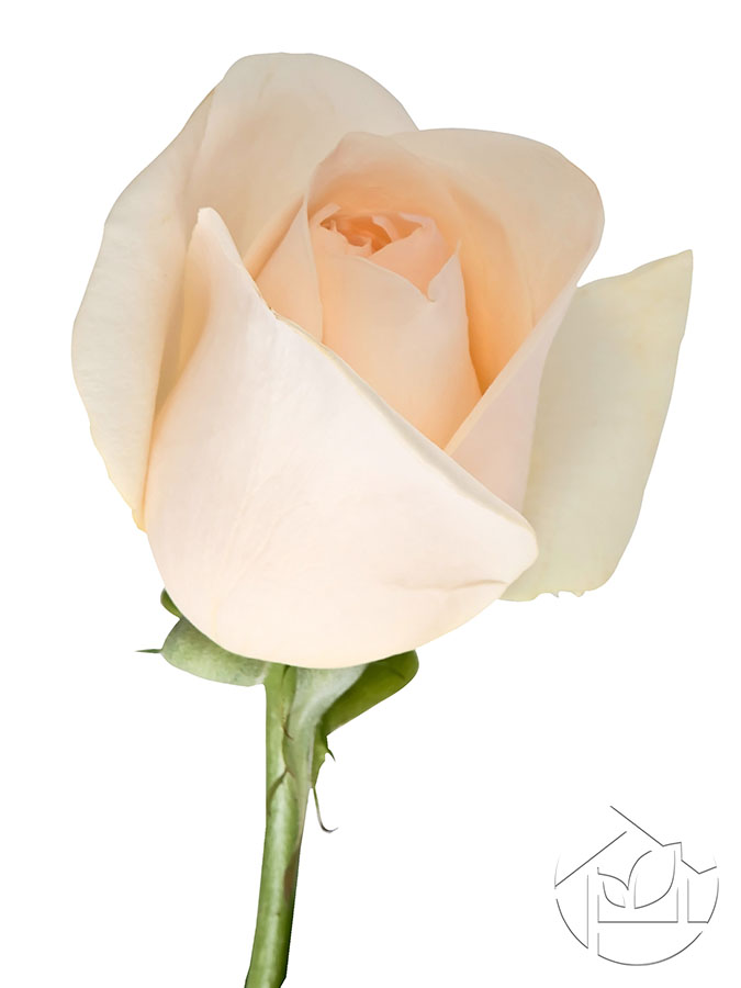 Фотообои Розы Бутон белой розы - арт 0120015056 | Купить в  интернет-магазине Фото в дом