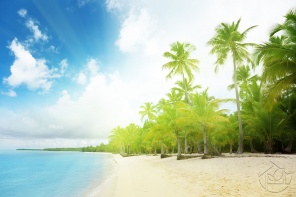 Пляж с пальмами в япкий летний день