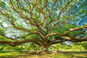 Большое дерево с крупными ветвями
