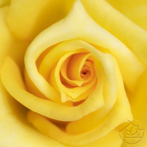 Завораживающая жёлтая роза