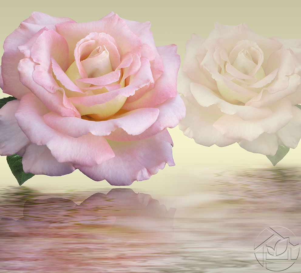 Розовая роза и белая