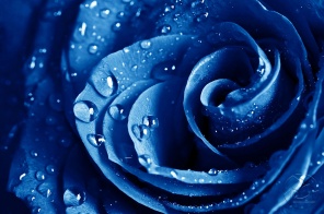 Синяя роза в каплях воды