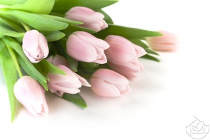 Букет нежно-розовых тюльпанов