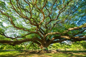 Раскидистое дерево с толстыми ветвями
