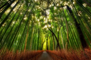 Тропа в бамбуковом лесу