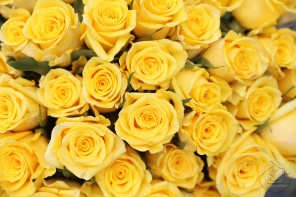 Бутоны жёлтых роз