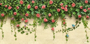 Живая стена из роз