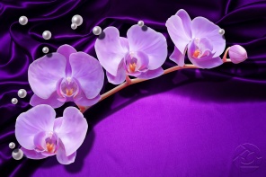 3D красивые Орхидеи и жемчуги