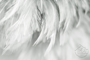 Черно - белые перья