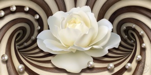 Распускающаяся белая роза