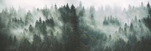 Дымка над хвойным лесом