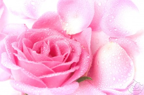 Лепестки розовой розы в капельках