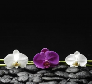 Орхидеи Скинали на камешках