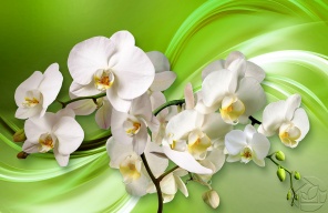 Орхидеи на ярком фоне