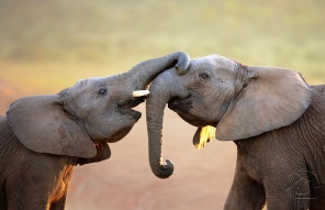 Милые слоники