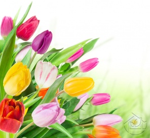 Радужные тюльпаны на светлом фоне