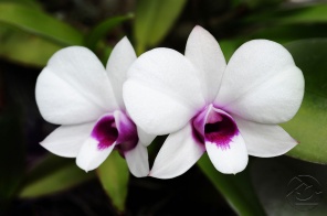Орхидеи Dendrobium