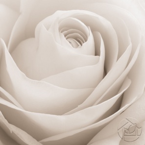 Величие белой розы