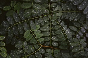 Зелёные листочки после дождя
