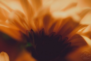Тёмно-оранжевый цветок