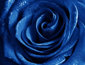 Синяя роза после дождя