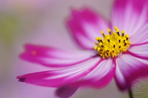 Цветок розовой Космеи