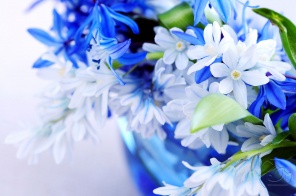 Нежные голубые цветы