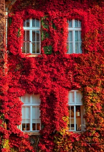 Осенний красный плющ на доме