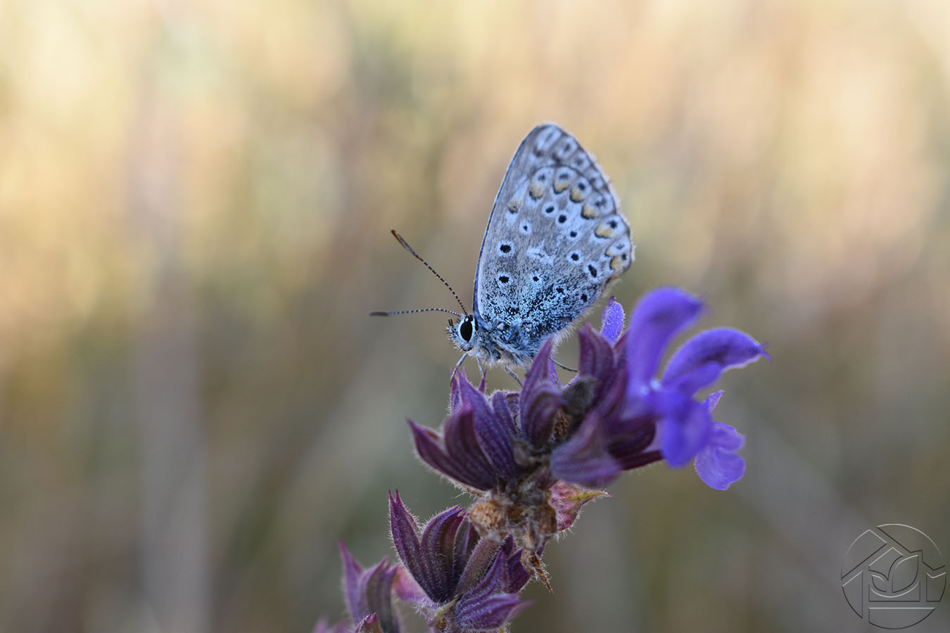 Бабочка на полевом цветке