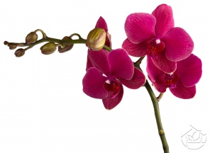 Веточка розовой Орхидеи