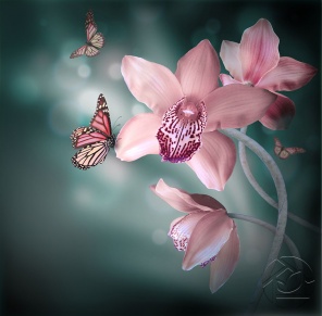 Розовая орхидея и бабочка