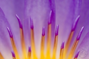 Пыльца фиолетовой кувшинки