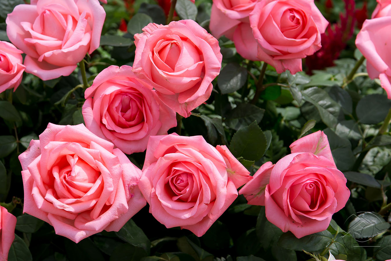 Розовые розы в яркий день