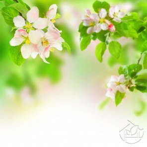 Очаровательные цветы яблони на зелёном фоне
