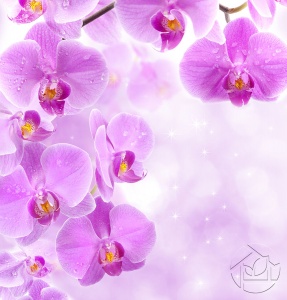 Блестящие Орхидеи