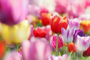 Радужные тюльпаны