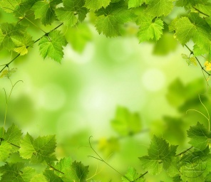 Зелёный фон из виноградных листьев