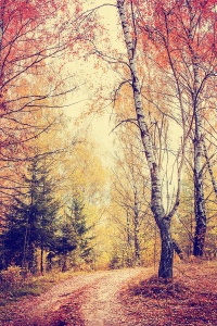 Осенний пейзаж в лесу